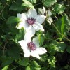 Clematis florida bot. Art