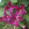 Clematis texensis Sir Trevor Lawrence