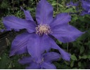Clematis Frau Mikiko