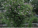 Clematis texensis Radiance BFCC
