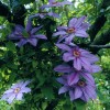 Clematis Lawsoniana