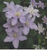 Clematis Silver Moon