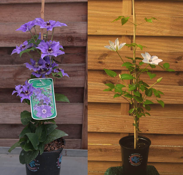 einzelpflanzen.png einzelpflanzen.png