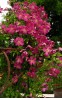 Clematis vit.Abundance