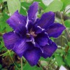 Clematis Mia Syn. Marine