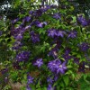 Clematis vit. Aotearoa