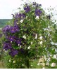 Clematis vit. Jorma + tex. Kaiu