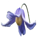 integrifolia-small.png