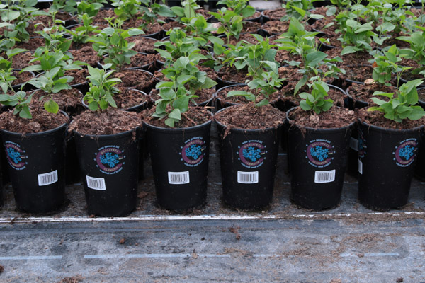 kultur.jpg kultur.jpg