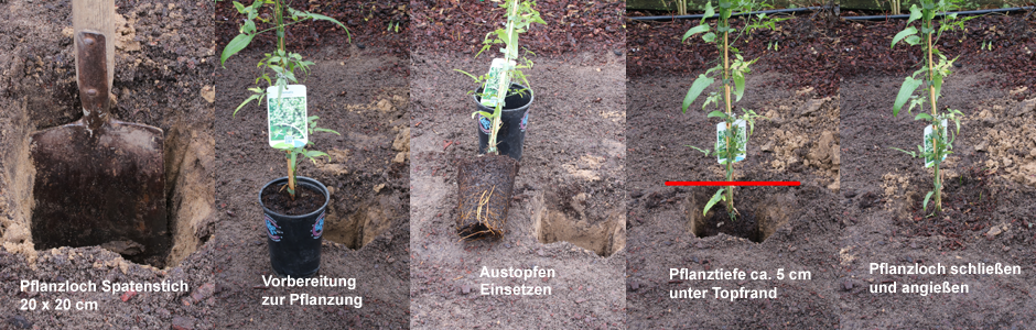 pflanzung_banner-2.png pflanzung_banner-2.png