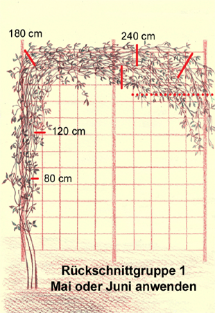 rueckschnitt1.png rueckschnitt1.png