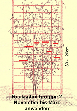 rueckschnitt2.png rueckschnitt2.png
